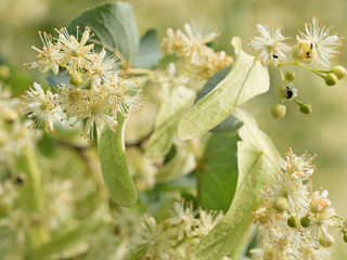 Lindenblüten, Linde, Tilia