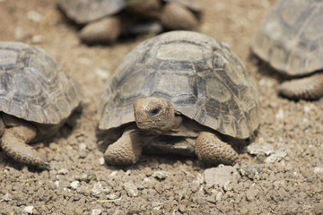 Galapagos giant tortoise (Chelonoidis porteri),  Charles Darwin Research Station, Santa Cruz, Galapagos Islands