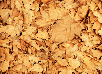 Dry oak leaves