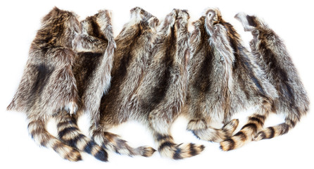 many natural raccoon pelts © vvoe