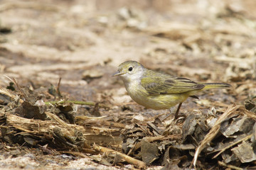 Mangrove warbler (Setophaga petechia aureola) immature, Charles Darwin Research Station, Santa Cruz, Galapagos Islands