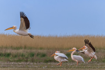 white pelicans (pelecanus onocrotalus)