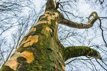 Fototapeta premium Kahle Platane im Winter