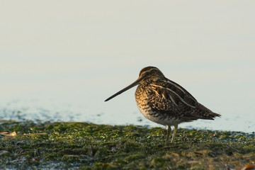 beccaccino (Gallinago gallinago) - ritratto