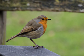 European robin on fence posts in winter