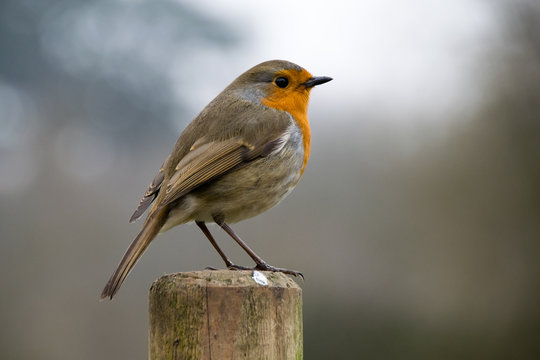 European robin on fence posts in winter