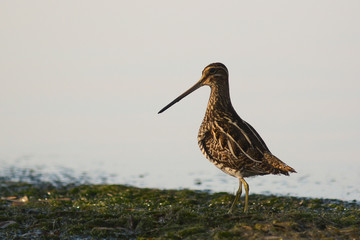 beccaccino (Gallinago gallinago) - ritratto