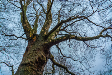 Fototapeta na wymiar kahler Baum im Winter