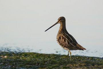 beccaccino (Gallinago gallinago) - ritratto