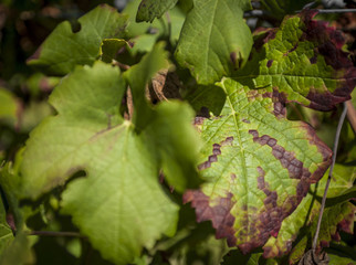 Closeup of Vine Leaves