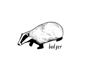Hand drawn badger