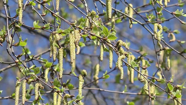 pollen on birch tree