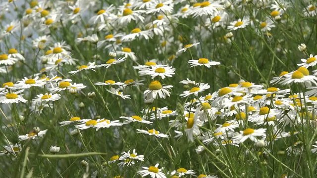 chamomile in the nature