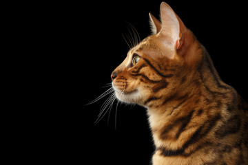 Portrait of Young Bengal cat isolated on Black Background, profile view