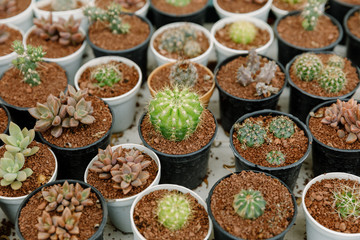 Dwarf cactus plant in a small pot