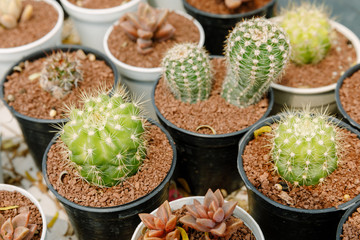 Dwarf cactus plant in a small pot