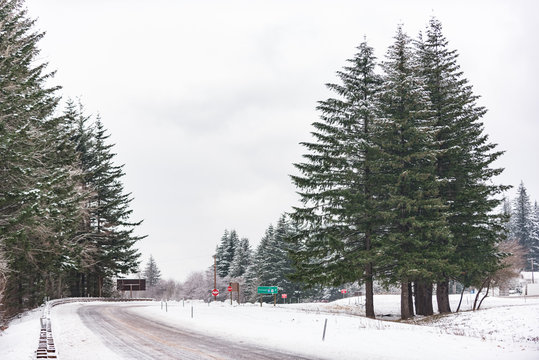 High pine trees situating near through-passage