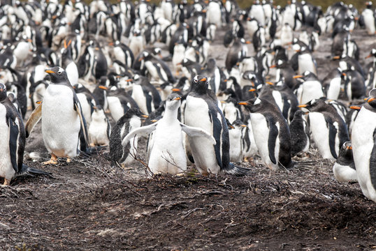 Gentoo Penguin Colony