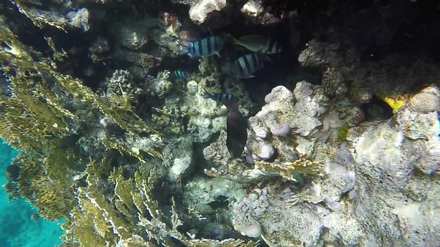 Fish swim among coral. Red sea . Slow motion