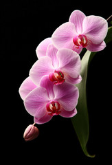 pink orchid / blooming pink orchid isolated on a dark background