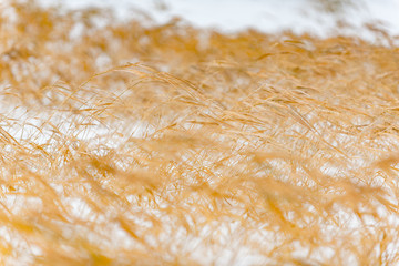 Golden corn situating on snowy steppe
