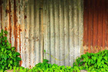 zinc and ivy background