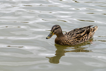 Female mallard hen wild duck
