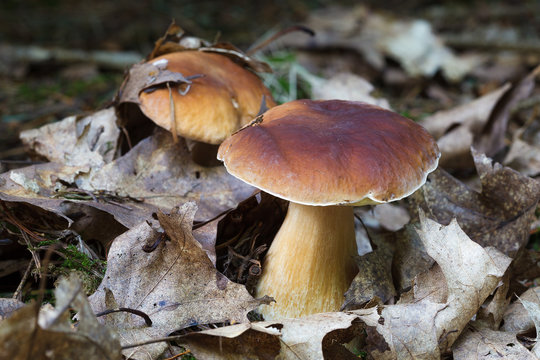 Boletus mushrooms in autumn forest
