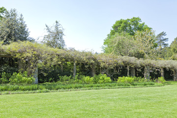 Garden with pergola walkway covered with wisteria in front of flowerbed and lawn
