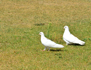 голуби, влюбленная парочка