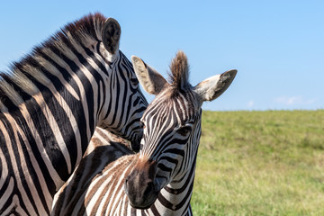 Fototapeta na wymiar Cute zebras - Burchell's Zebra (Equus burchelli), Eastern Cape, South Africa