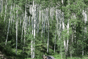 Aspen trees in summer near Aspen, Colorado