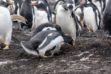 Fototapeta premium Gentoo Penguin Colony