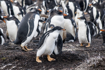 Fototapeta premium Gentoo Penguin Colony