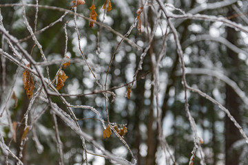 Frozen twigs of tree in wood