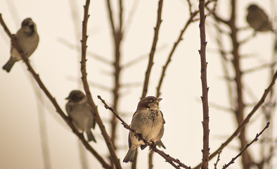 Birds on a tree in winter