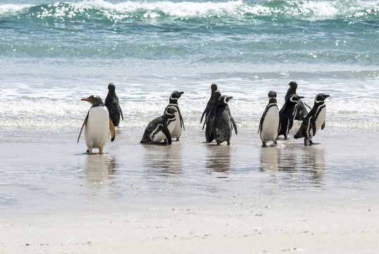 Penguins - Magellan and Gentoo