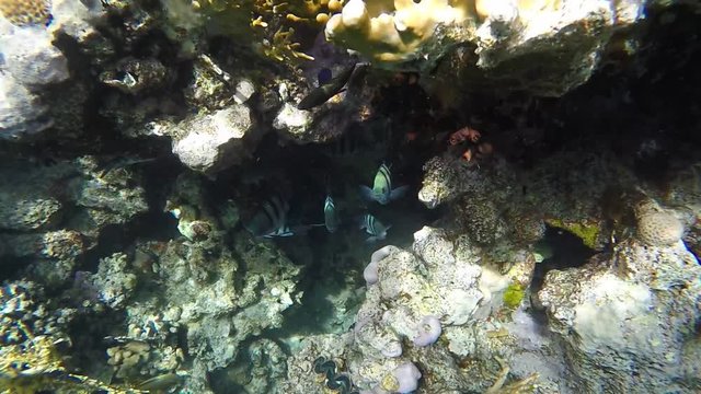 Fish looking for food among the corals. Red sea . Slow motion
