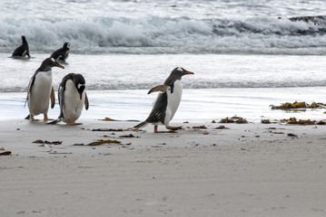 Obraz premium Penguins - Magellan and Gentoo