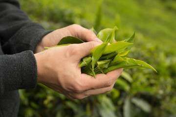 man hands holding fresh tea leaves