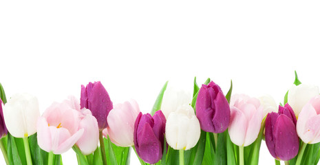 Fototapeta premium Kolorowe tulipany