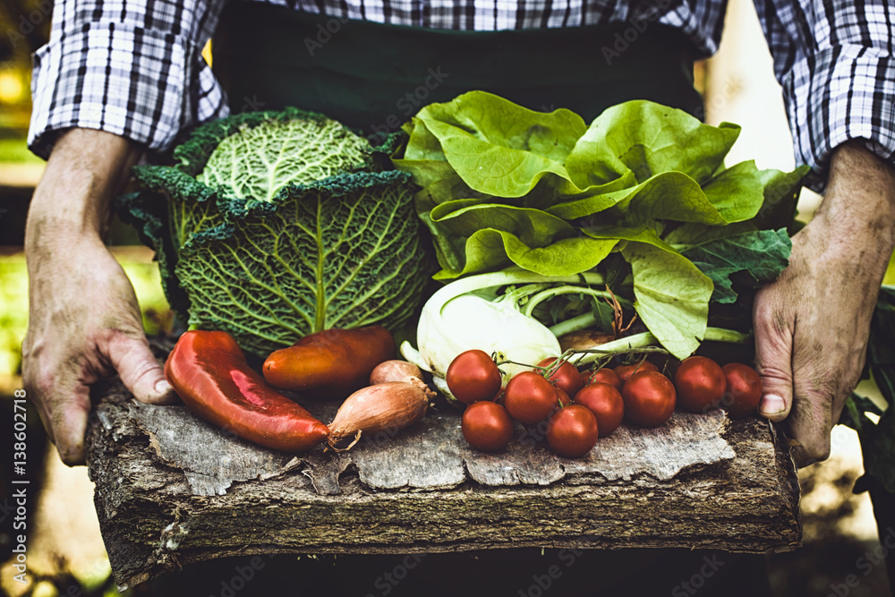 Wall mural Farmer with vegetables