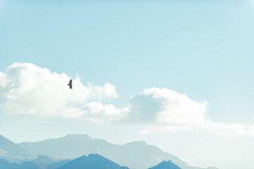 Fototapeta na wymiar Bird soaring in sky over mountains