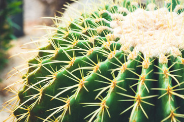 top view closeup cactus. desert plant.