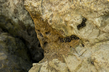 rock