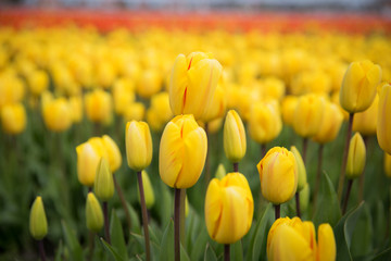 Obraz premium Rows of yellow tulips in Dutch