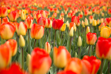 field with red tulips in the netherlands