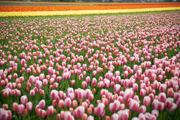 pink, red and orange tulip field in North Holland