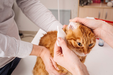 Woman vet doctor cleaning cat's ears in clinic with white swab.