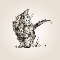 sketch isolated drawn by a small cute kitten
